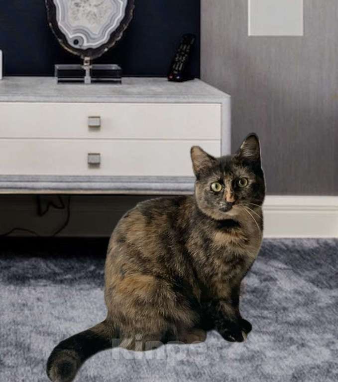 Кошки в Санкт-Петербурге: Кошечка Марфуша ждет и ждет  Девочка, Бесплатно - фото 2