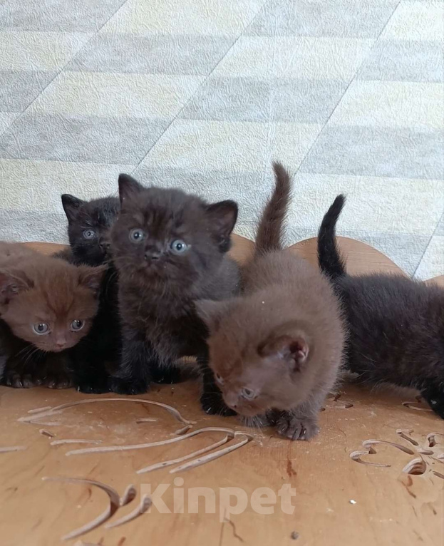 Кошки в Санкт-Петербурге: Черный британский мальчик Мальчик, 60 000 руб. - фото 2