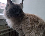 Кошки в Томске: Отдам кота в добрые и хорошие руки Мальчик, Бесплатно - фото 2