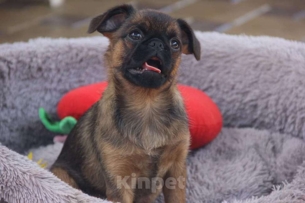 Собаки в других городах Краснодарского края: Развеселый Брабансон Девочка, 30 000 руб. - фото 2