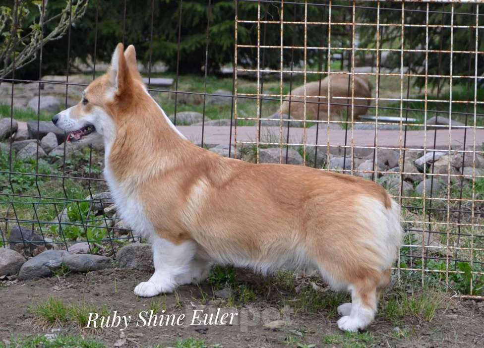 Собаки в Санкт-Петербурге: Девочка вельш корги пемброк Девочка, Бесплатно - фото 2
