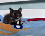 Кошки в Москве: Котенок в добрые руки Девочка, Бесплатно - фото 3