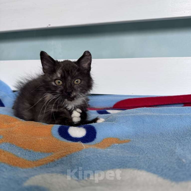 Кошки в Москве: Котенок в добрые руки Девочка, Бесплатно - фото 3