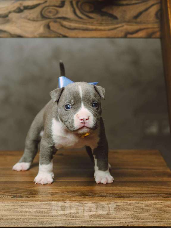 Собаки в Сургуте: Щенки Американского булли  Девочка, 60 000 руб. - фото 7