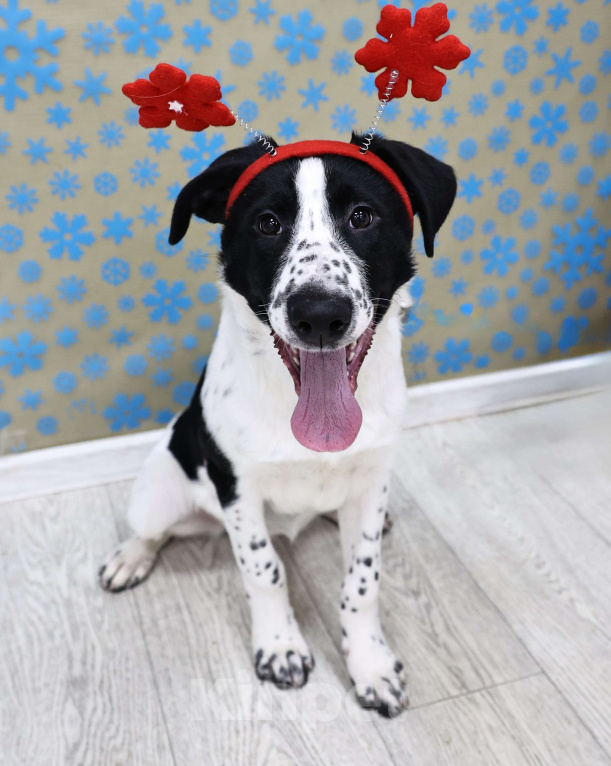 Собаки в Москве: Щенки бесплатно в Москве Девочка, Бесплатно - фото 2