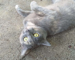 Кошки в Казани: Кошка стерилизована. Ей полтора года. Потерялась в районе улицы Сахарова. Сегодня четвертый день.  Девочка, 1 руб. - фото 1