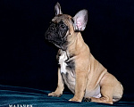 Собаки в Екатеринбурге: Французский бульдог. Ушастый СПЕЦНАЗ  Мальчик, Бесплатно - фото 1