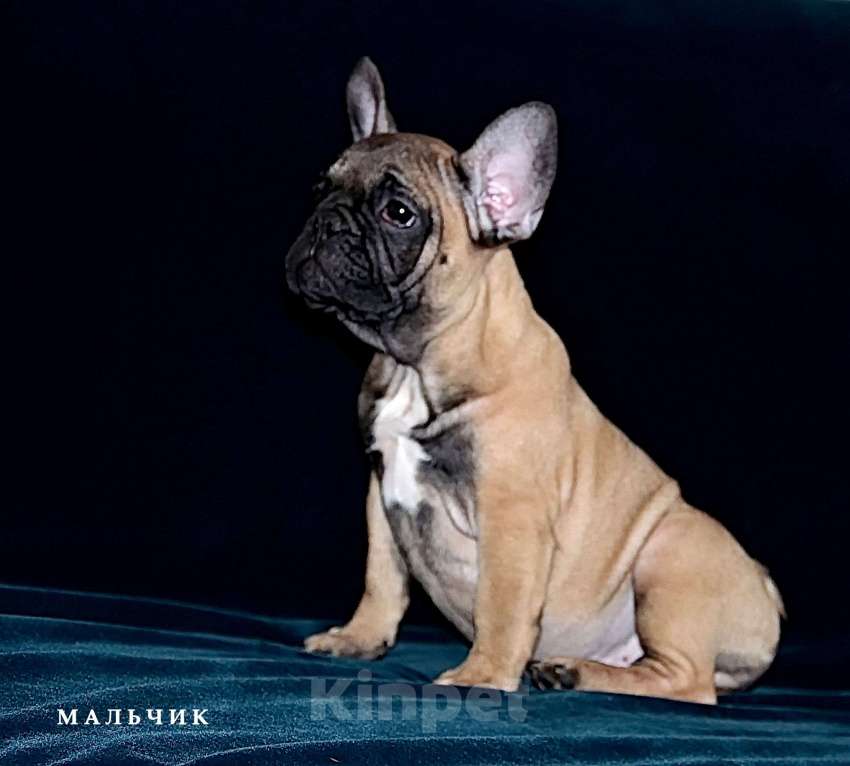 Собаки в Екатеринбурге: Французский бульдог. Ушастый СПЕЦНАЗ  Мальчик, Бесплатно - фото 1