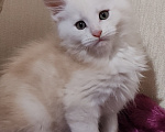 Кошки в Люберцах: Рыжие котята мейн-кун Мальчик, Бесплатно - фото 2