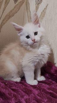 Рыжие котята мейн-кун