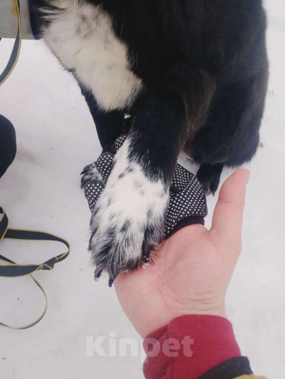 Собаки в Балашихе: Эдгар Мальчик, Бесплатно - фото 2