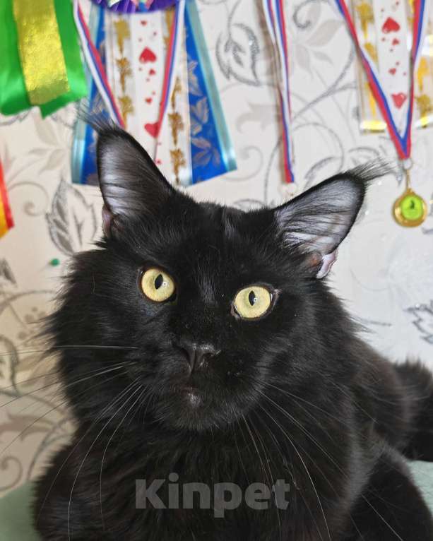 Кошки в Перми: Котята мейн-кун Девочка, 25 000 руб. - фото 1