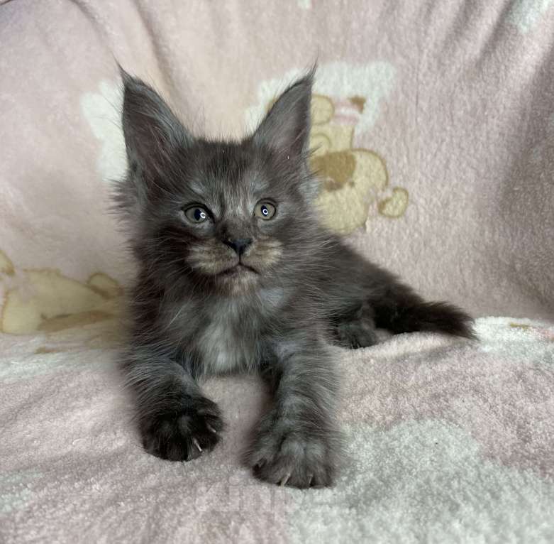 Кошки в Дмитрове: Черный дымчатый мальчик Yaroch Мальчик, 40 000 руб. - фото 5