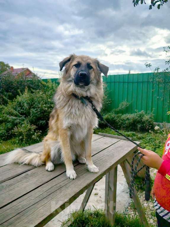 Собаки в Москве: Пушистый пёс Джек ищет дом Мальчик, 1 руб. - фото 4