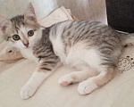 Кошки в Новокузнецке: Котенок в добрые руки Мальчик, Бесплатно - фото 3