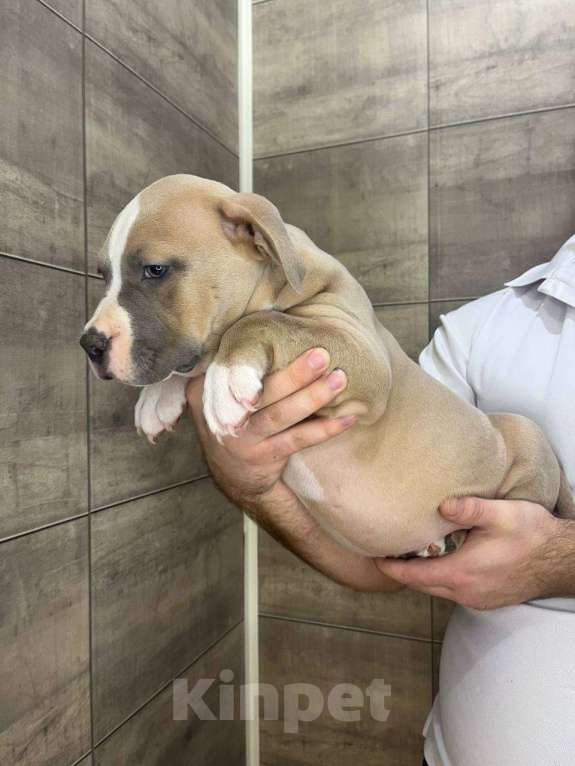 Собаки в других городах Воронежской области: Американский булли, щенок Мальчик, 60 000 руб. - фото 1