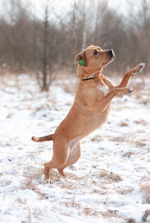 Собаки в Ногинске: Молодая собака Тайса ищет дом. Девочка, Бесплатно - фото 6