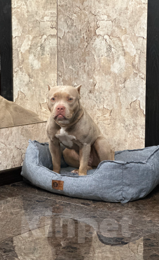 Собаки в других городах Московской области: Продаю собаку девочку в добрые руки Девочка, 50 000 руб. - фото 2