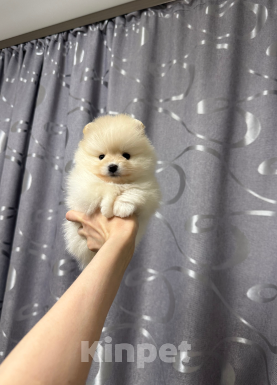 Собаки в Москве: Малышка Девочка, 30 000 руб. - фото 1