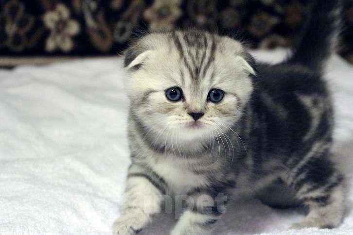 Кошки в Москве: Купить Шотландского Вислоухого или Прямоухого Котёнка в Москве в Питомнике кошек «SILVER SHARM» Девочка, 30 000 руб. - фото 4