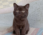 Кошки в Санкт-Петербурге: Шоколадная британская кошечка Девочка, 50 000 руб. - фото 1