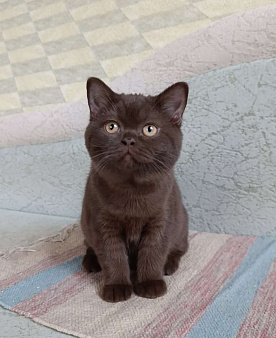 Шоколадная британская кошечка