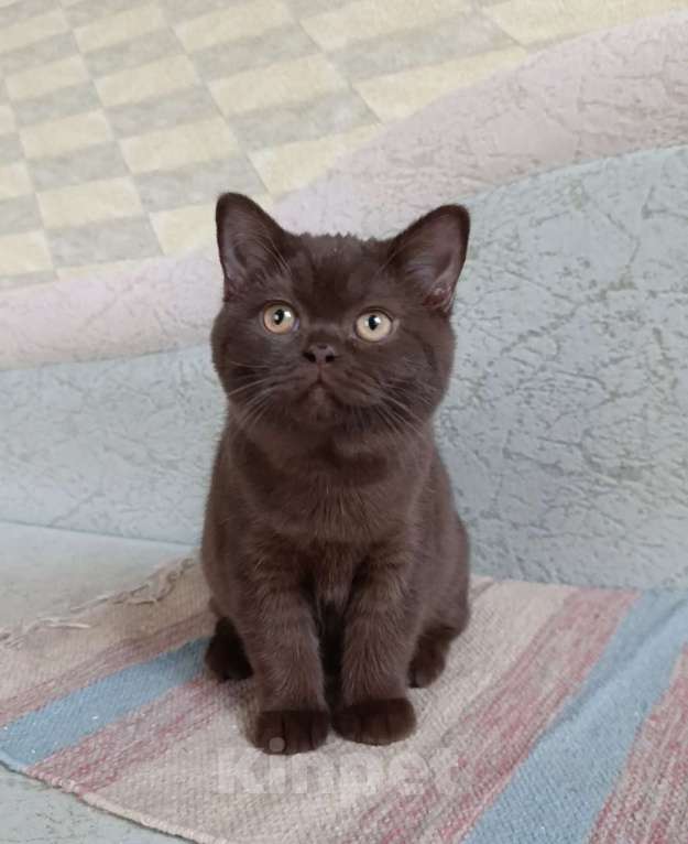 Кошки в Санкт-Петербурге: Шоколадная британская кошечка Девочка, 50 000 руб. - фото 1