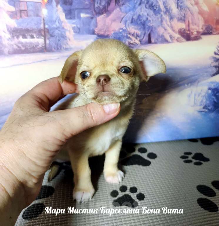 Собаки в Санкт-Петербурге: Мари Мистик Барселона Бона Вита палево соболиная Девочка, 150 000 руб. - фото 4