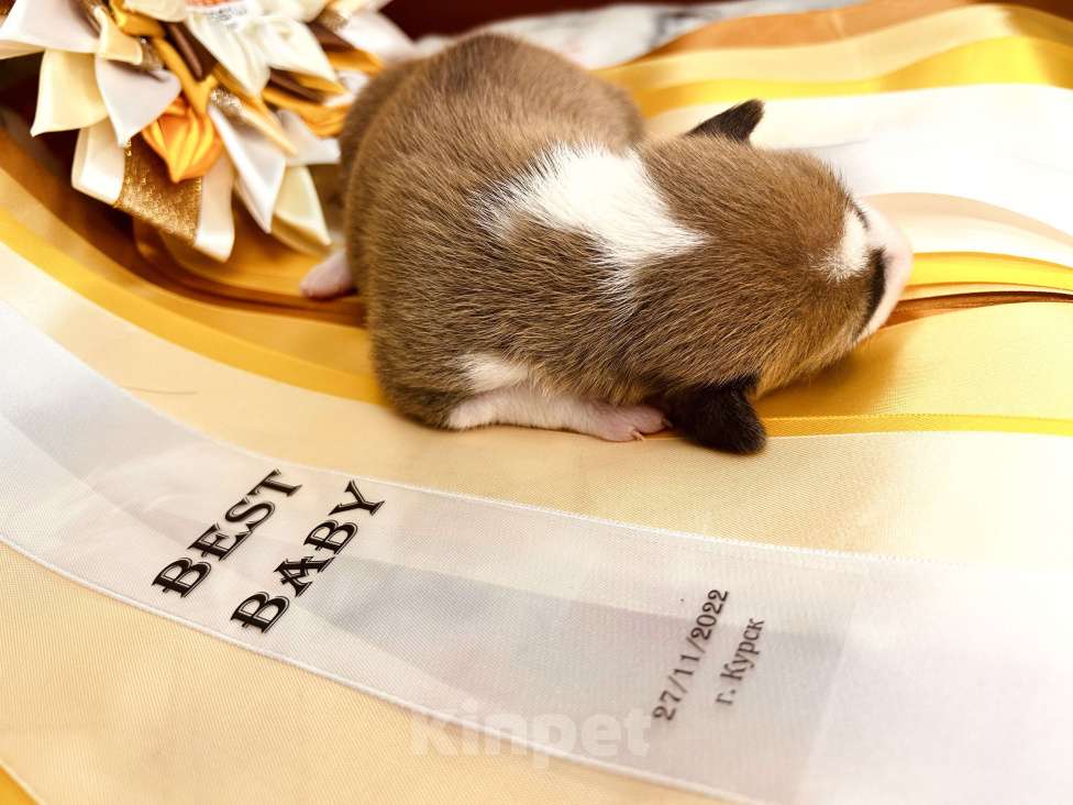 Собаки в Севастополе: Щенки басенджи (запись в лист ожидания) Мальчик, 80 000 руб. - фото 5