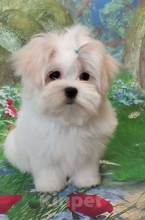 Собаки в Бердске: Мальтезе, мальчик Мальчик, Бесплатно - фото 1