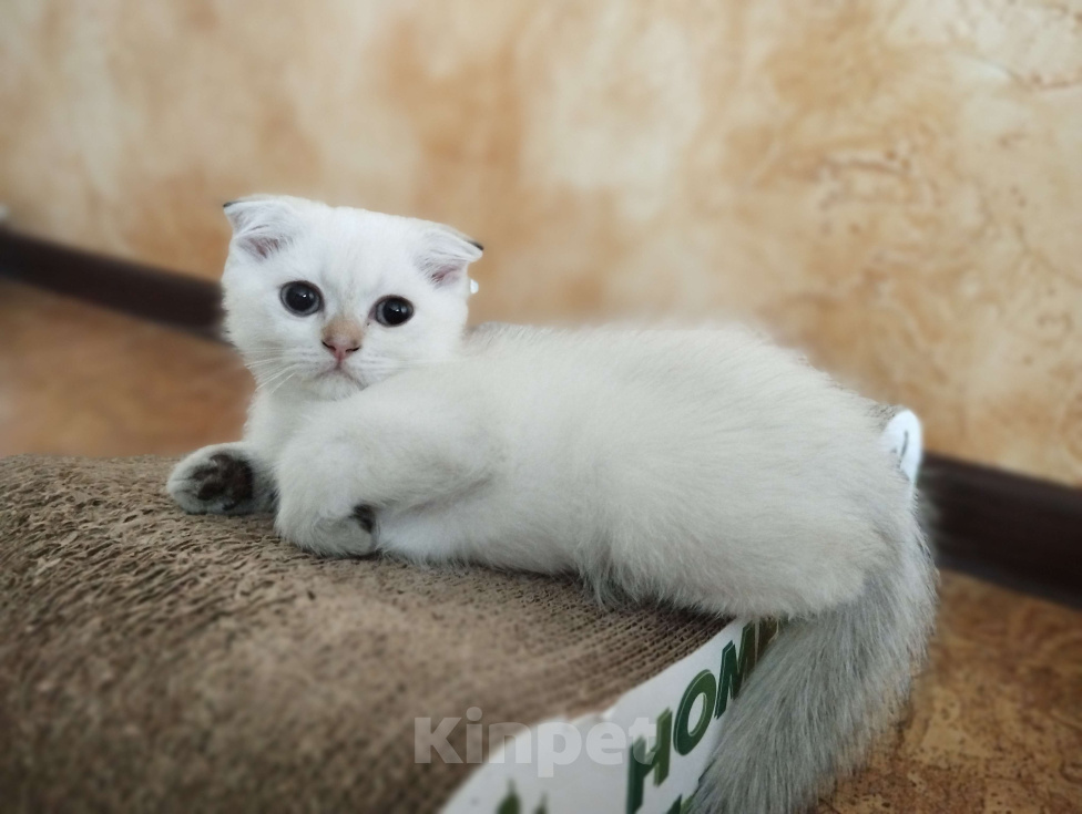 Кошки в Санкт-Петербурге: Шотландский кот Мальчик, Бесплатно - фото 1
