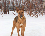 Собаки в Москве: Яркая рыжая лисичка Рани, 11 месяцев Девочка, Бесплатно - фото 3
