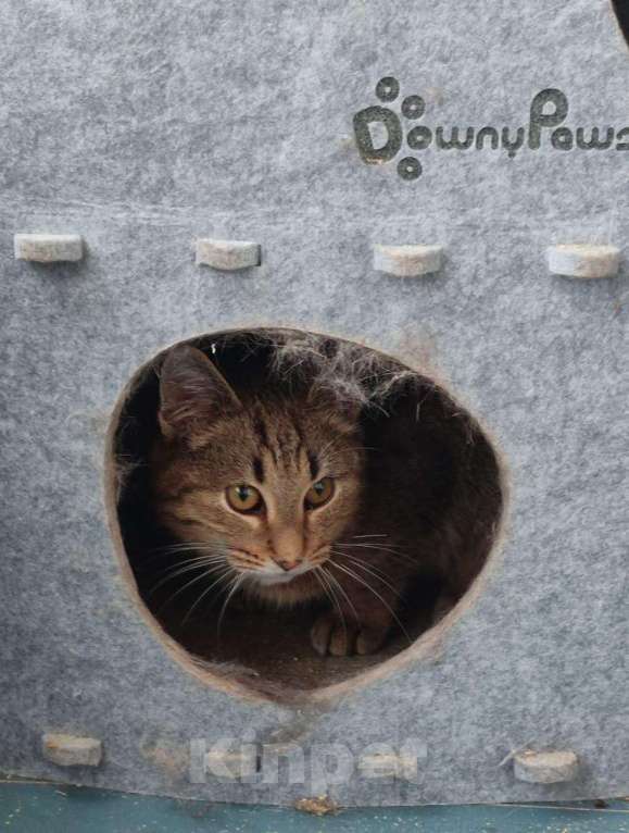 Кошки в Красногорске: Котенок Туман 5 месяцев ищет дом  Мальчик, Бесплатно - фото 5