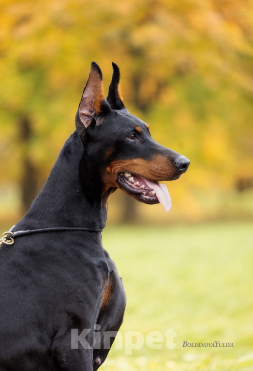 Собаки в Москве: Щенок добермана, девочка Девочка, 100 000 руб. - фото 6
