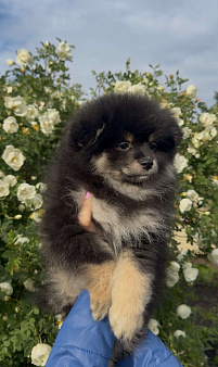 Померанский шпиц