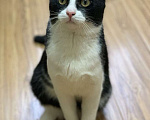 Кошки в Котельнике: Молодой маркизный котенок Стёпка Мальчик, Бесплатно - фото 6