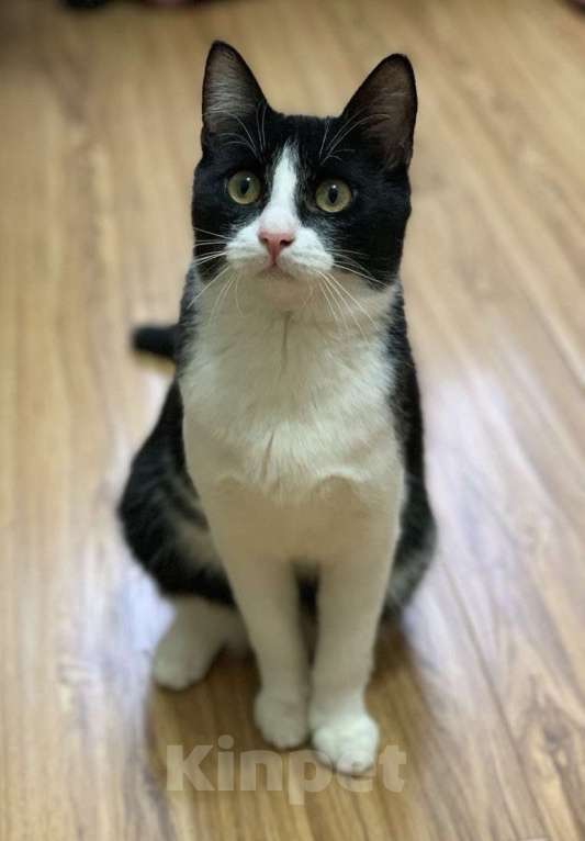 Кошки в Котельнике: Молодой маркизный котенок Стёпка Мальчик, Бесплатно - фото 6