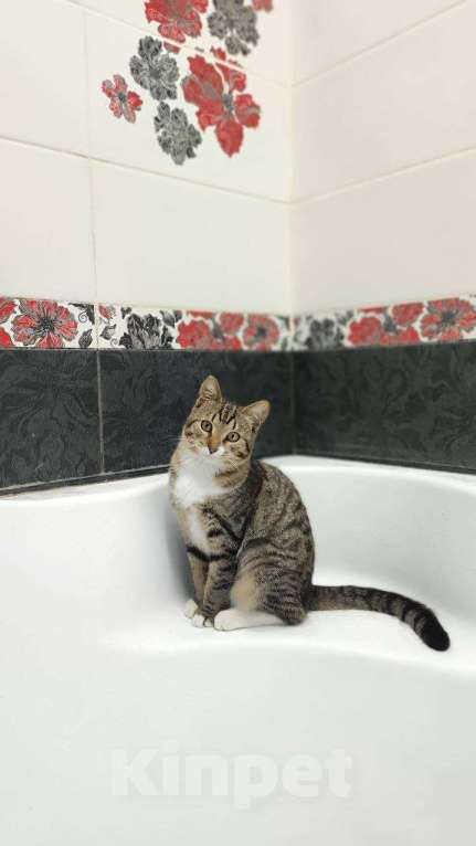 Кошки в Москве: котенок Тася ишет дом Девочка, 10 руб. - фото 5