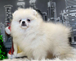 Собаки в Мур: Щенки померанского шпица Девочка, 55 000 руб. - фото 2