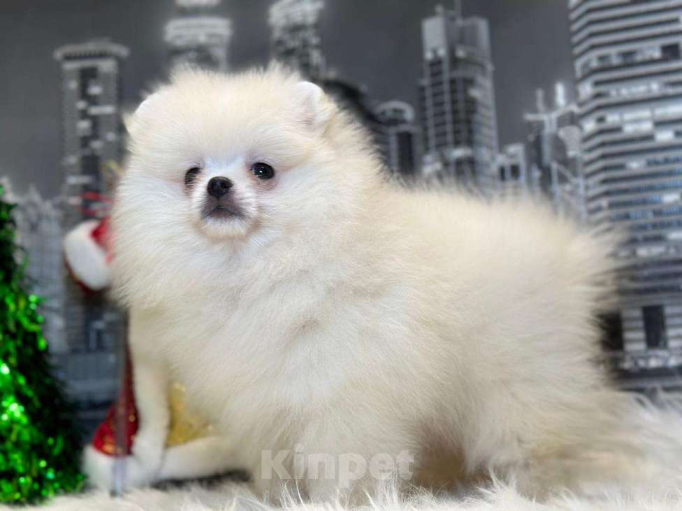 Собаки в Мур: Щенки померанского шпица Девочка, 55 000 руб. - фото 2