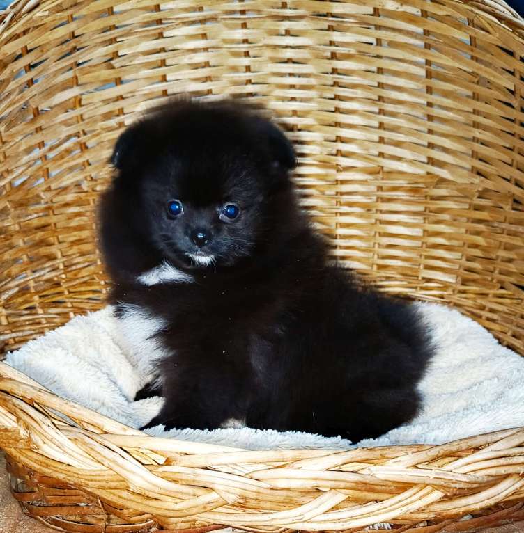 Собаки в Санкт-Петербурге: Черный мальчик Мальчик, 35 000 руб. - фото 2