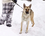 Собаки в Балашихе: Красивая светленька почти овчарка 1 г. из приюта Девочка, Бесплатно - фото 10