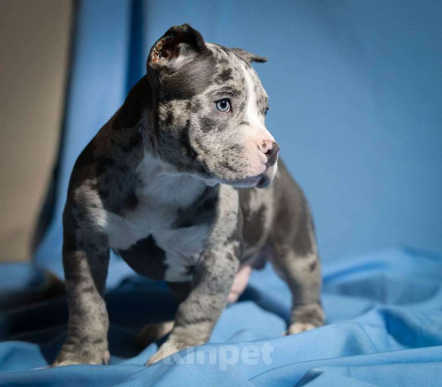 Собаки в Москве: Щенки Американского булли Мальчик, 150 000 руб. - фото 4