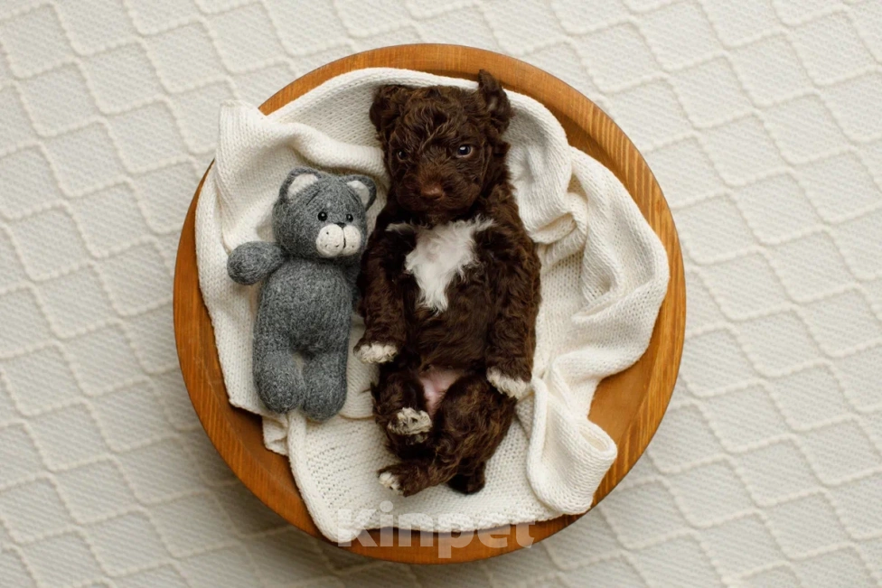 Собаки в Санкт-Петербурге: Испанская водяная собака Девочка, Бесплатно - фото 9