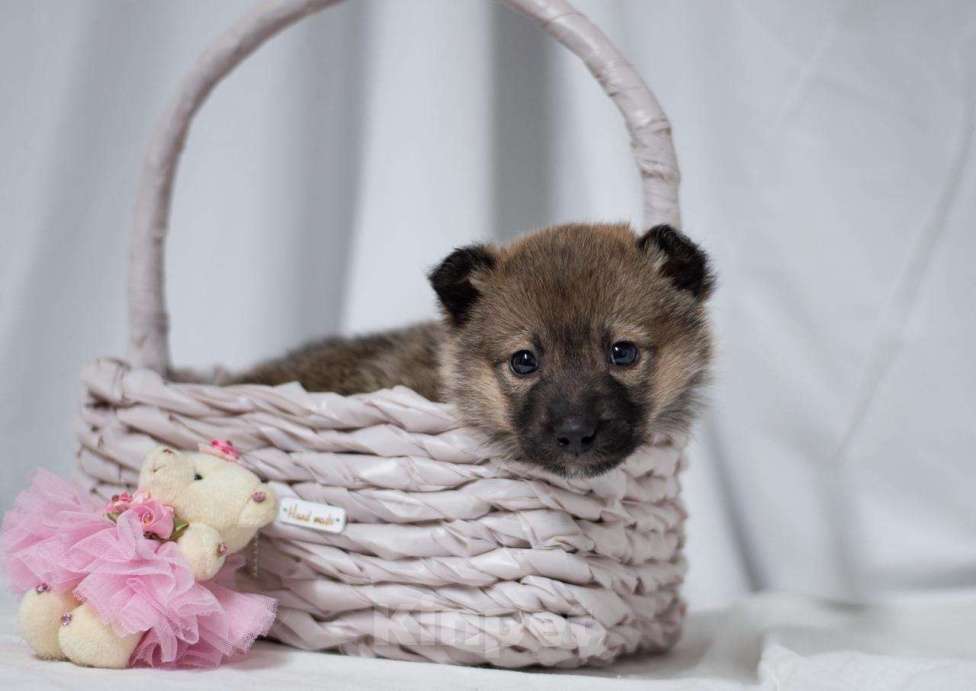 Собаки в Ногинске: Щенок девочка в поиске семьи Девочка, Бесплатно - фото 7