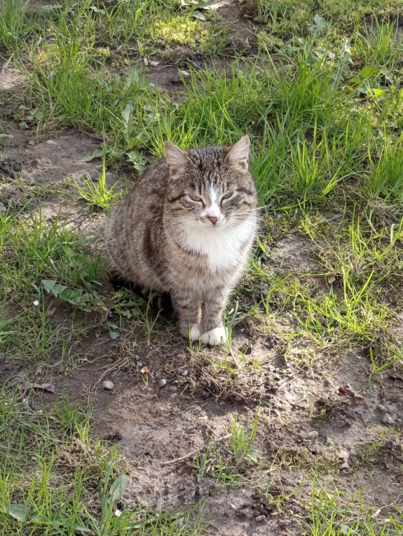 Кошки в Санкт-Петербурге: Кошка живет в боксе! Девочка, Бесплатно - фото 1