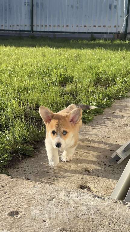 Собаки в Москве: Корги Девочка, Бесплатно - фото 6