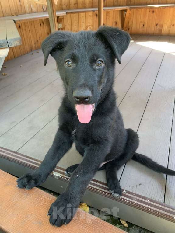 Собаки в Владикавказе: Продаем чистопородных  щенков немецких овчарок  Мальчик, 20 000 руб. - фото 2