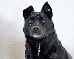 Собаки в Москве: Килиманджаро, маленький пёсик из приюта Мальчик, Бесплатно - фото 3