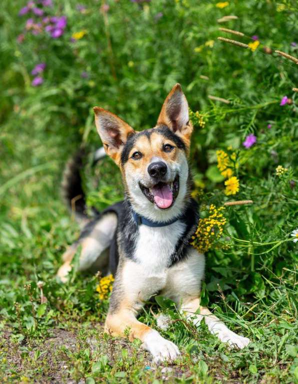 Собаки в других городах Московской области: Шикарный пес ищет дом Мальчик, Бесплатно - фото 2